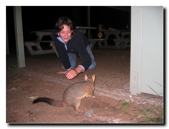 13 Unser Freund das Possum